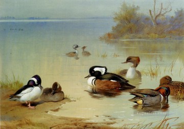  archibald art - Buffle à tête canard vert américain ailé Sarcelle et harle à capuchon Archibald Thorburn oiseau